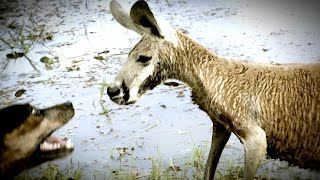 Kangaroo Tries to Drown Dog and Attacks The Owner [upl. by Aneeh576]