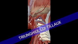 Anatomie  Triunghiul lui Tillaux [upl. by Hearn]