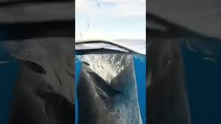 watch the whale how to devour food  whales eating fish must watch [upl. by Cliff]