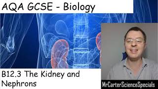 B123  The Kidney and Nephrons  AQA Biology GCSE 91 [upl. by Evilc]