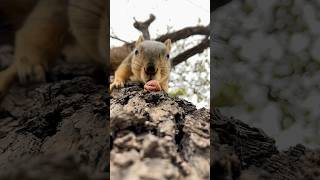 Slow Motion up close to Squirrel Baby BG animals reels photography babyboy feed iphone focus [upl. by Eixid]