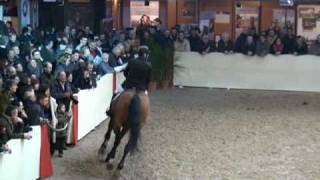 ♂ Chacco Blue jumping stallion Mecklenburg by Chambertin [upl. by Sandler]