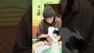 The kitties want to join in on the fun too 1🥰🐈❤️love lovestory shortvideo shortvideo cat [upl. by Hannaoj]