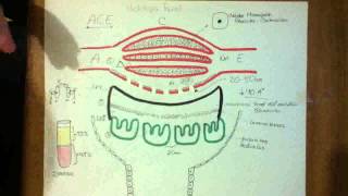 BASES HISTOLOGICAS DE LA BARRERA DE FILTRACION RENAL [upl. by Odell163]