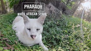 Rare White Serval In 360 [upl. by Clynes]