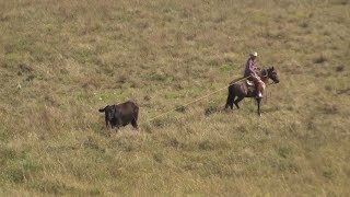 Doctoring Anaplasmosis  Low stress Stockmanship  One Man Doctoring  Buckaroo Pasture Roping [upl. by Tessi910]