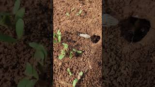 VUELO de HORMIGAS Messor barbarus en la huerta de Sueca Valencia  🐜 INSECTOS  Shorts [upl. by Leigh]