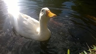 CUTE White DUCKS quacking LOUDLY and feeding at SSR Botanical Garden  19042015 [upl. by Spike]