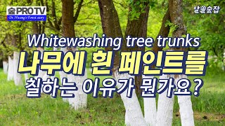 나무에 흰 페인트whitewash를 칠하는 이유가 뭔가요 [upl. by Ettenowtna]