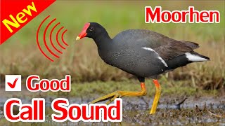 Moorhen Sounds Swamp Hen Sound Mp3 [upl. by Giannini409]