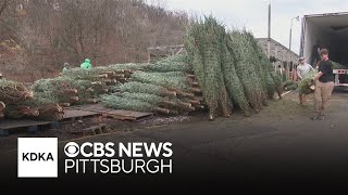 Will the summers drought and heat affect Pennsylvanias Christmas trees [upl. by Ketchum]