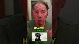 Easy Holistic Steps to Prevent Kennel Cough kennelcough dogcoughing shorts [upl. by Kalli]