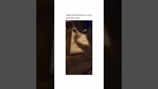 Cat stops man from unaliving attempt [upl. by Jacquelyn995]