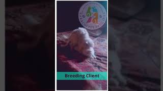 Our Breeding Client Mating Time pet cat catlover cats catvideos kitten kittens shorts [upl. by Davida]