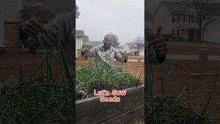 Planting Onion Seeds Sowingonionseeds Onions growyourownfood [upl. by Oelc]