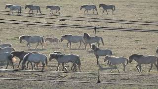 Horses stallion the king Koniks Oostvaardersplassen the Netherlands [upl. by Herson533]