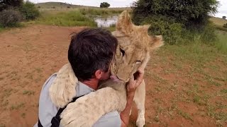 The Lion Cubs Are Growing Up  The Lion Whisperer [upl. by Deibel]