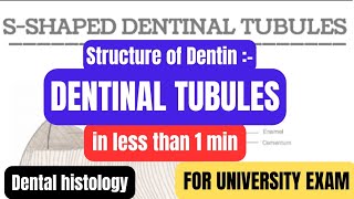 Structure of Dentindentinal tubulesDentinin1minproff examDental histologyBDSDentoTuber [upl. by Dazraf178]