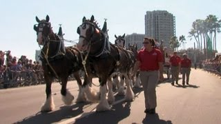 Person of the Week Budweiser Clydesdales Team [upl. by Joby763]