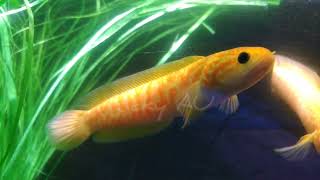 asiatica red spot golden xhantic [upl. by Retsevel]