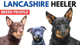 Lancashire Heeler Breed Profile History  Price  Traits  Lancashire Heeler Grooming Needs [upl. by Akered]