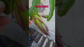 Pitaya TESOURO da Espanha agriculture garden dicas [upl. by Cassell]