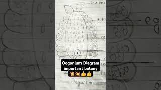 biology diagram class important botany Oogonium oogoniumbiology youtubeshorts shortvideo 💥💥👍👍👍 [upl. by Templeton]