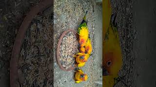 Sun conure parrot birdsun conure beautiful parrot birdssun conureviralvideo [upl. by Yehudit]