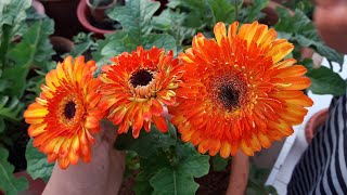 How to Grow and Care Gerbera Plant  Care of Gerbera Plant [upl. by Ellenor]