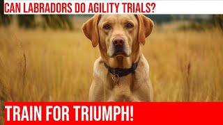 Train Your Labrador Retriever for Agility Trials [upl. by Duwe]