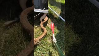 Massive Rattlesnake 🐍 Surprises The Snake Wranglers [upl. by Alexia378]