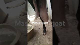 Mastitis Mastitis in goat Mastitis in sheep Sarru Mounsarri Hawanay ke sozish Treatment sarru [upl. by Roze]