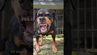 Rottweiler aggressive  dog fight  danger dog breed [upl. by Ljoka]