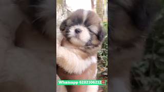 lhasa APSO puppies available  Lhasa apso sale  Lhasa apso puppies sale kerala [upl. by Crispas]