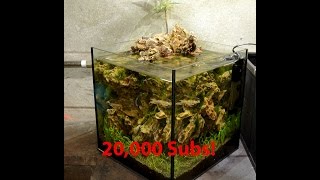 NEW planted aquarium Brooklyn Hardscape made me a tank for 20000 subs [upl. by Rodolph384]