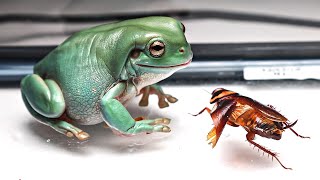 Green Tree Frog VS Roaches [upl. by Atsahc]