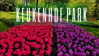 Netherland Keukenhof Park  Holland Flower Park [upl. by Nnaid383]