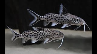 CÁ MÈO PETRICOLA DÒNG CÁ TẦNG ĐÁY THÚ VỊ Pygmy Leopard CatfishSynodontis Petricola [upl. by Peta631]