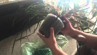 Maxillaria tenuifolia Emergency Repotting [upl. by Olihs778]