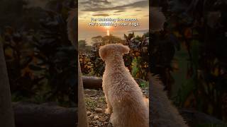 Dog watching sunset in Costa Rica shorts dogs sunset costarica doglover dog [upl. by Ayt]