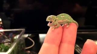 BABY CHAMELEON Changes Color Pattern 1 DAY OLD [upl. by Hplodur]