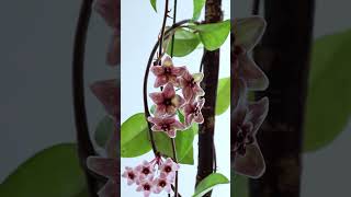 hoya filiformis bloom nature hoya flower hoyalover plants garden indoorplants [upl. by Yerd]