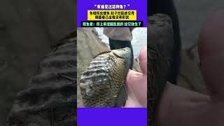 “有谁见过这种鱼？” 鱼塘捞出鲤鱼 肚子凹陷成空壳 侧面看凸出像贝壳形状 捞鱼者：捞上来活蹦乱跳的给它放生了 新闻 搞笑 潮news [upl. by Uno]