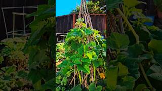 Beautiful Garden 🌿  Squash of the Season 👨‍🌾👩‍🌾 garden plants shorts [upl. by Hahnert]