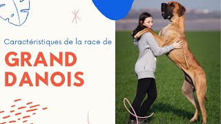 Caractéristiques De La Race De Grand Danois 🐕 [upl. by Anastasia]