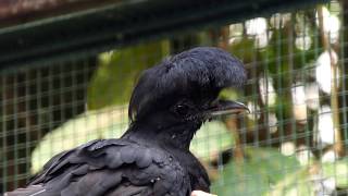 Longwattled Umbrellabird [upl. by Ednargel]