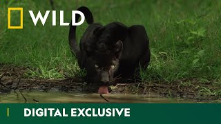 Hiding in the Shadows  The Real Black Panther  National Geographic Wild UK [upl. by Oderfigis9]