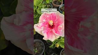 Australian hibiscus online sell plant nursery kolkata [upl. by Eiryk926]