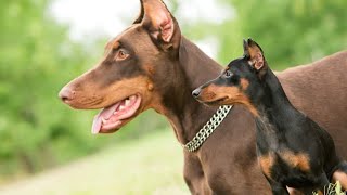 The Shocking Doberman Intelligence You Never Knew [upl. by Afas]