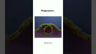 Phagocytosisphagocytosis biology trending trendingshorts ytshorts science [upl. by Kwabena]